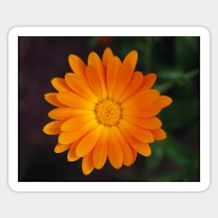 Orange flower Sticker